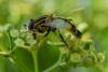 Helophilus trivittatus